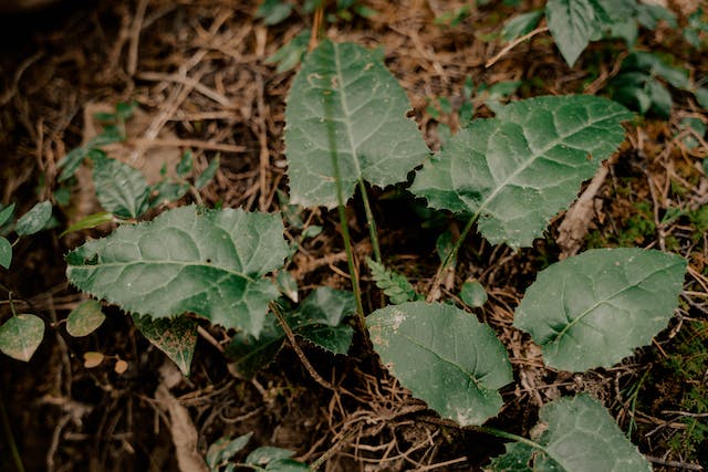Flores que Estimulam a Criatividade